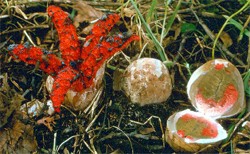 Clathrus archeri (okratek australijski)