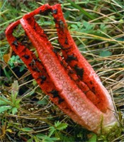 Clathrus archeri (okratek australijski)