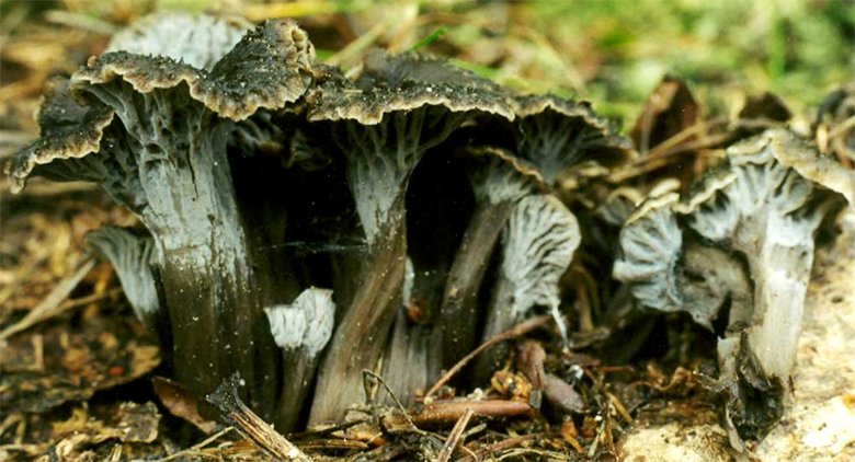 Lactarius porninsis (mleczaj modrzewiowy)