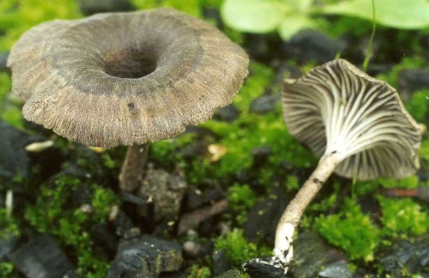 Thelephora palmata (chropiatka cuchnąca)