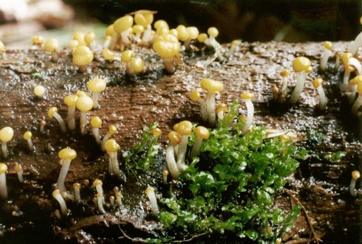 Vibrissea truncorum (włosóweczka nadrzewna)