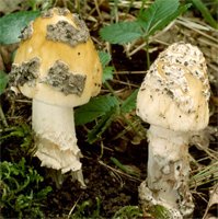 Amanita ceciliae (muchomor złotawy)