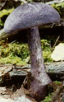 Cortinarius violaceus ssp. violaceus (zasłonak fioletowy typowy)