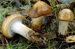 Cortinarius trivialis (zasłonak pospolity)