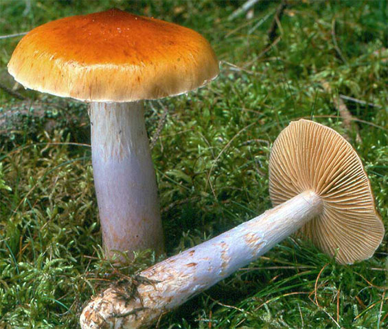 Cortinarius muscigenus (zasłonak śluzowaty)