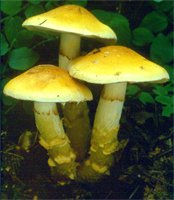 Cortinarius triumphans (zasłonak żółtozłoty)