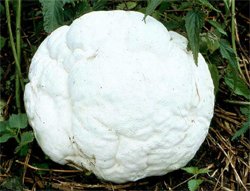 Calvatia gigantea (purchawica olbrzymia)