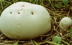 Calvatia gigantea (purchawica olbrzymia)