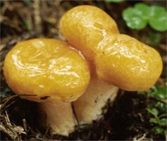 Lactarius porninsis (mleczaj modrzewiowy)