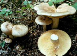 Lactarius pyrogalus (mleczaj leszczynowy)