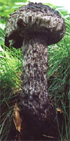 Strobilomyces strobilaceus (szyszkowiec łuskowaty)