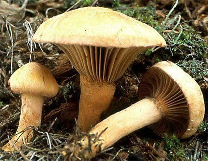 Chroogomphus helveticus (klejek alpejski)