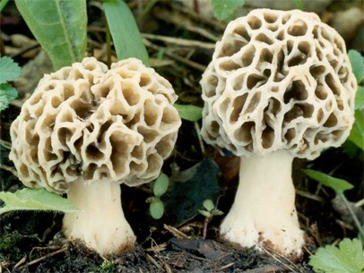 Morchella esculenta var. umbrina (smardz jadalny odmiana ciemna)