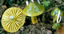 Gliophorus psittacinus (wilgotniczka papuzia)