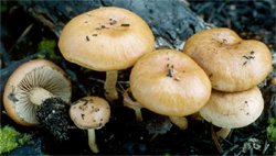 Pholiota carbonaria (łuskwiak wypaleniskowy)