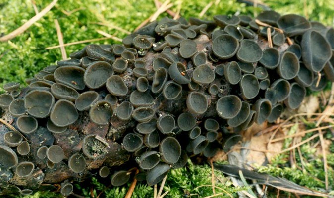 Rutstroemia bulgarioides (baziówka szyszkowata)