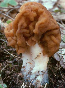 Gyromitra gigas (piestrzenica olbrzymia)