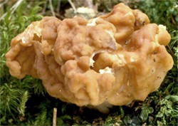 Gyromitra gigas (piestrzenica olbrzymia)