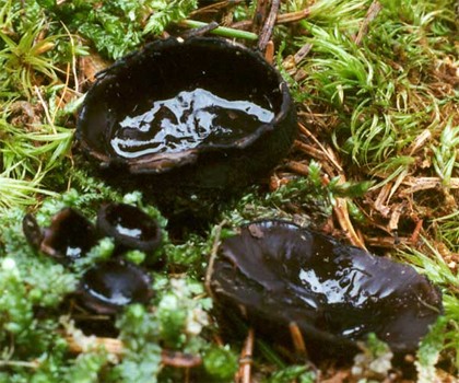 Pseudoplectania nigrella (czareczka czarniutka)