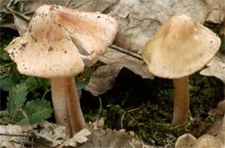 Amanita ceciliae (muchomor złotawy)