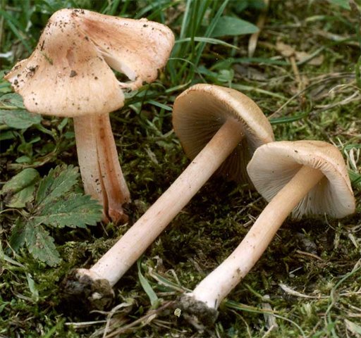 Amanita ceciliae (muchomor złotawy)