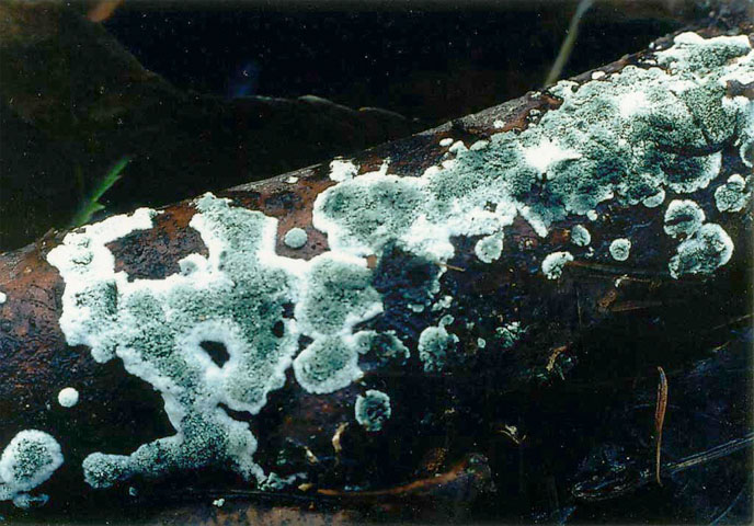 Trichoderma viride