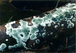 Trichoderma viride