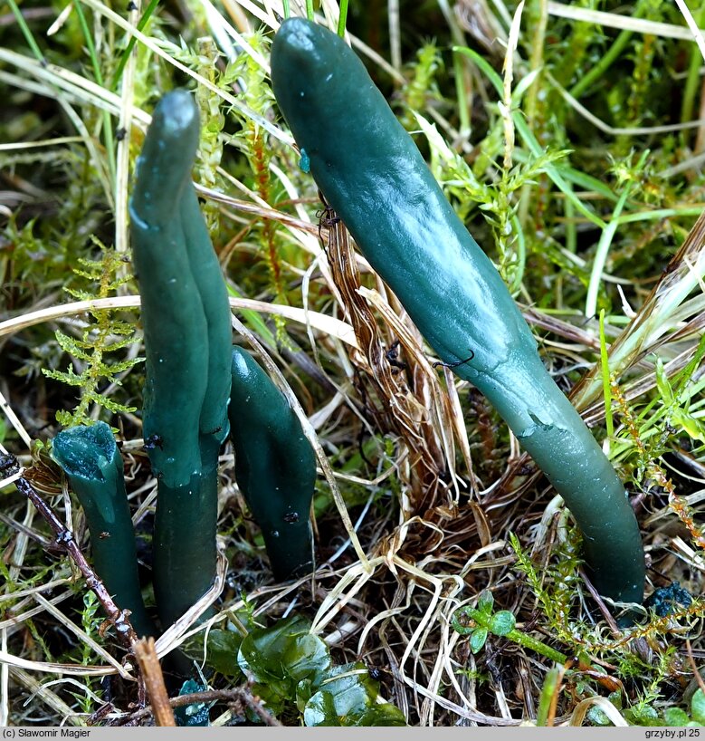 Microglossum pratense (małozorek łąkowy)