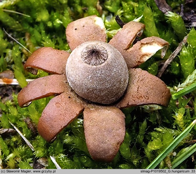 Geastrum hungaricum (gwiazdosz węgierski)