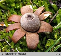 Geastrum hungaricum (gwiazdosz węgierski)