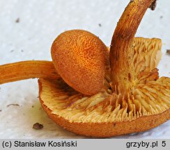 Flammulaster limulatus (płomienniczek trocinowy)