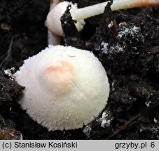 Cystolepiota seminuda (czubniczka łysawa)