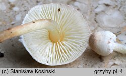 Cystolepiota seminuda (czubniczka łysawa)