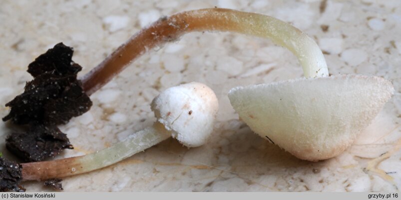 Cystolepiota seminuda (czubniczka łysawa)