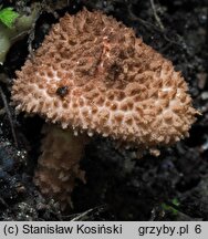 Cystolepiota moelleri