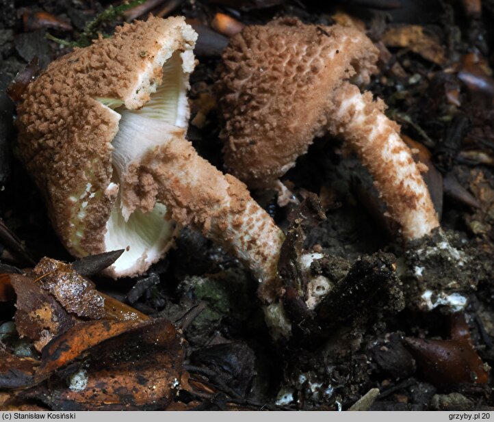 Cystolepiota moelleri