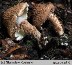 Cystolepiota moelleri