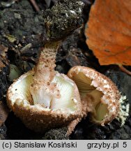 Cystolepiota moelleri