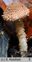 Cystolepiota moelleri