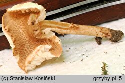 Cystolepiota moelleri