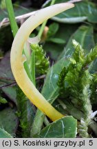 Clavaria straminea