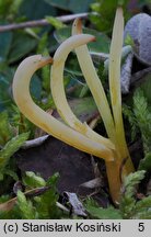 Clavaria straminea