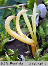 Clavaria straminea