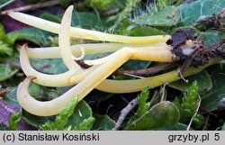 Clavaria straminea