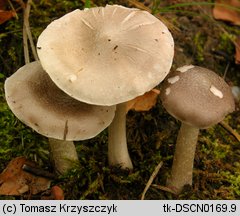 Tricholoma cingulatum (gąska wierzbowa)