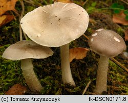 Tricholoma cingulatum (gąska wierzbowa)