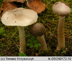 Tricholoma cingulatum (gąska wierzbowa)