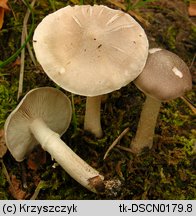 Tricholoma cingulatum (gąska wierzbowa)