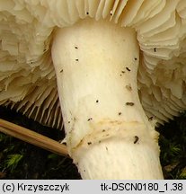 Tricholoma cingulatum (gąska wierzbowa)