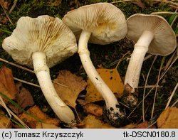 Tricholoma cingulatum (gąska wierzbowa)